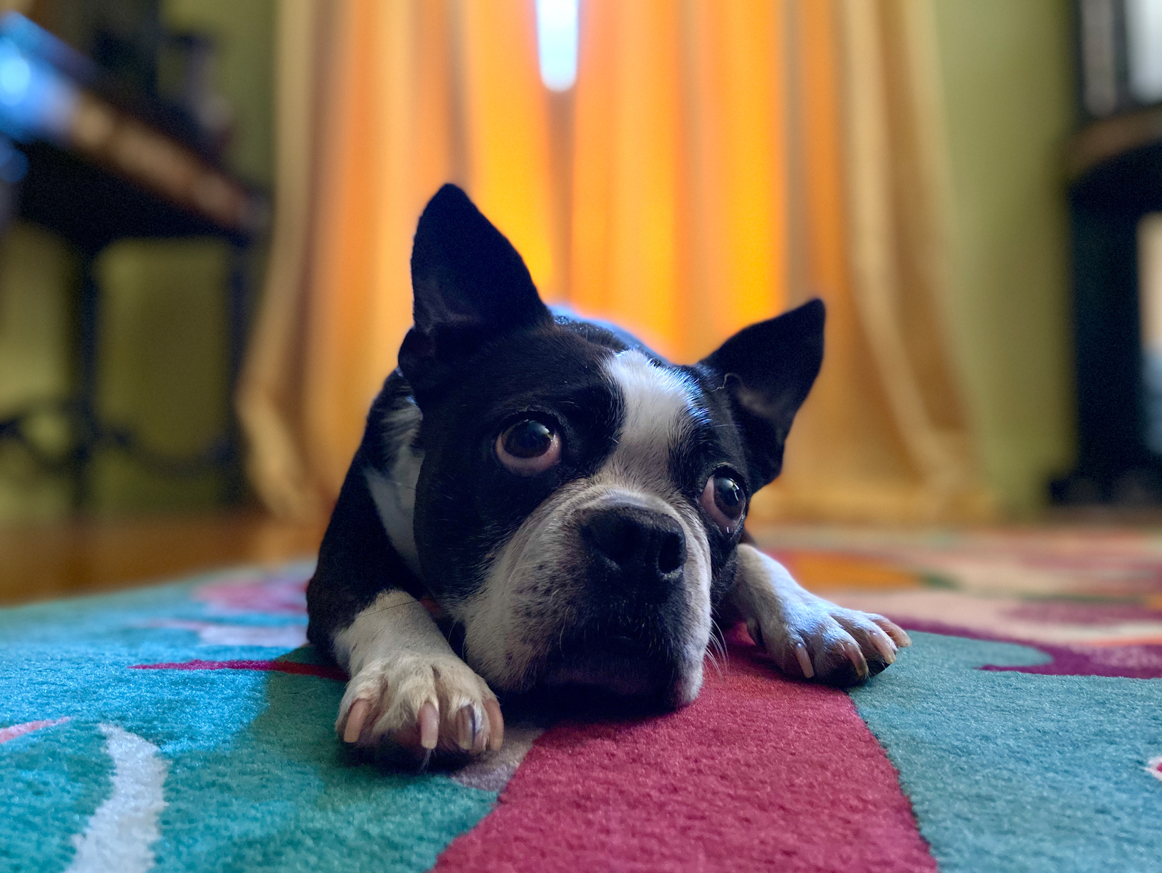 Modo Retrato no iPhone 11
